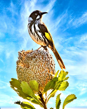 Stunning image by Brian Kowald representing a New Holland Honeyeater perched on top of a Banksia flower