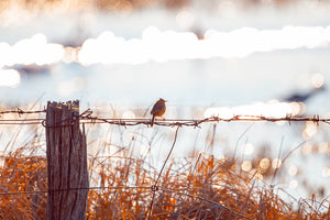 Photographic image by Brian Kowald of a Golden-headed Cisticola sitting on a barb wired fence by the Aldinga washpool