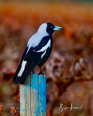 Photographic image by Brian Kowald depicting a magpie relaxing on a wooden post amongst the vines