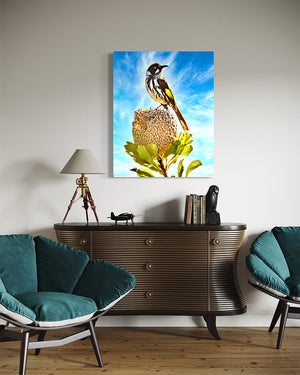 75 x 100cm Stunning image by Brian Kowald representing a New Holland Honeyeater perched on top of a Banksia flower