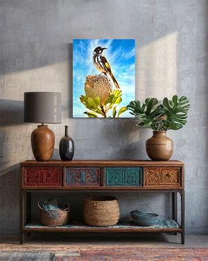 40 x 60cm Stunning image by Brian Kowald representing a New Holland Honeyeater perched on top of a Banksia flower