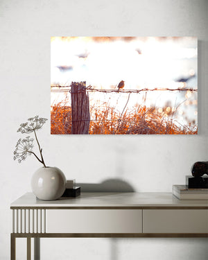 40 x 60cm Photographic image by Brian Kowald of a Golden-headed Cisticola sitting on a barb wired fence by the Aldinga washpool