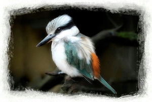 Image of a Red-backed Kingfisher perched on a branch created by Brian Kowald