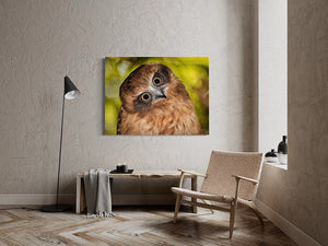 Xlarge size of The Quizzical Owl by Brian Kowald