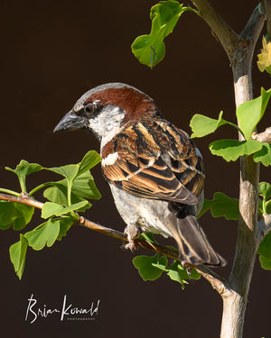 A male sparrow sitting on the branch of a young Ginkgo tree