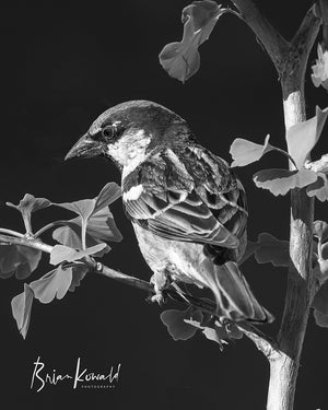Black and white version of a male sparrow sitting on the branch of a young Ginkgo tree photographed by Brian Kowald