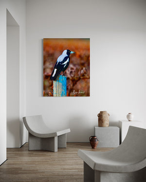 100 x 133cm Photographic image by Brian Kowald depicting a magpie relaxing on a wooden post amongst the vines