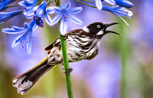 An image created by Australian photographer artist Brian Kowald of a New Holland Honeyeater hanging onto an Agapanthus stem singing a morning song