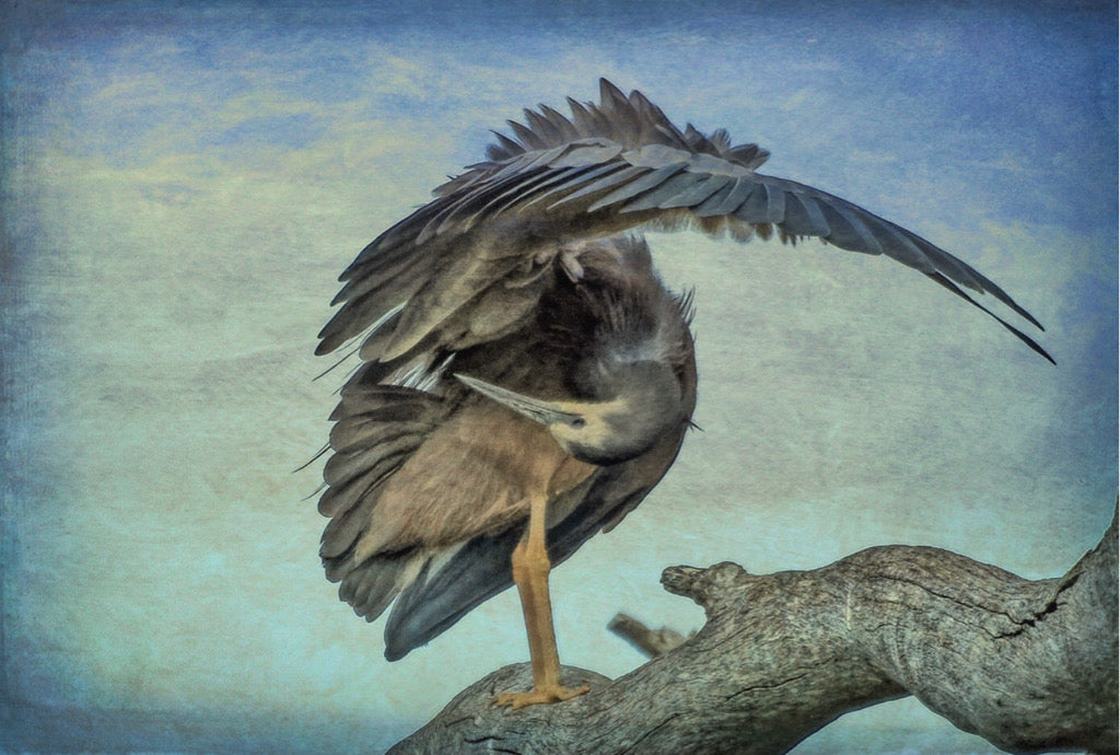 This image of a Heron looks like he bowing with his head tucked under and his wing raised in the air